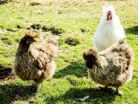 Three Silkie Chickens standing in a grassy field on a sunny day.の写真素材