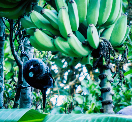 One Tui in a Banana tree with a large bunch of un-ripe bananas and foliage in the background.の写真素材