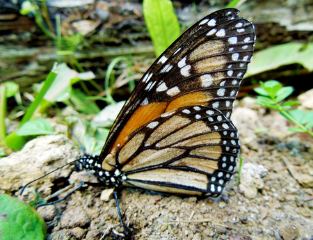 Macro image of one Monarch Butterfly on the ground with some leaves surrounding and its wings up.の写真素材