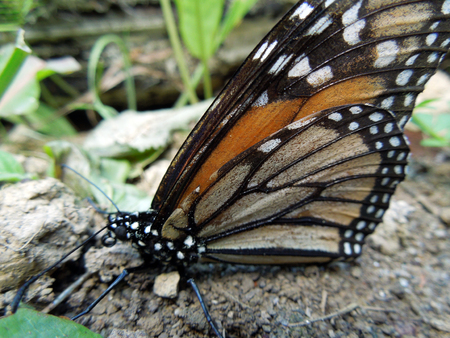 Macro image of one Monarch Butterfly on the ground with some leaves surrounding and its wings up.の写真素材