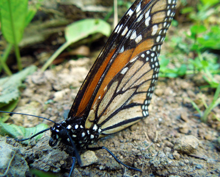 Macro image of one Monarch Butterfly on the ground with some leaves surrounding and its wings up.の写真素材