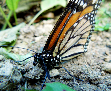 Macro image of one Monarch Butterfly on the ground with some leaves surrounding and its wings up.の写真素材
