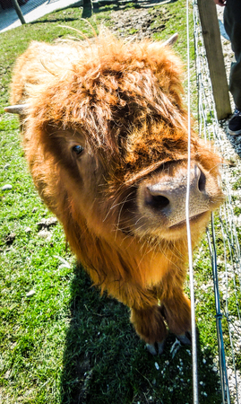 One baby Highland Cow next to a fence in a grassy pen of a petting zoo.の写真素材