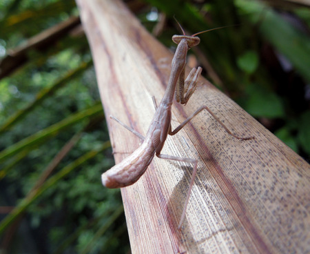 Macro image showing a brown Praying Mantis on a piece of wood, with foliage in the background. Taken on Waiheke Island in New Zealandの写真素材