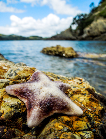 Pink and Purple Common Cushion Starfish, on a rock with blue ocean and rocky islands in the background. Taken on Waiheke Island, New Zealand on a sunny day.の写真素材