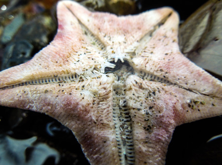 Under side of a Common Cushion Starfish, showing the mouth. Taken in Waihake Island, New Zealand.