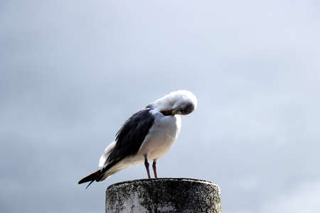 Portrait of Seagull standing on a metal post and cleaning its feathers - close upの写真素材