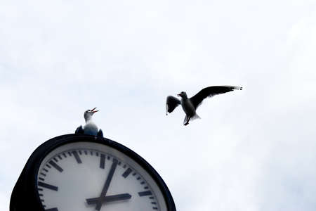 Seagull sitting on a street clock with another one coming toward it - cloudy weatherの写真素材