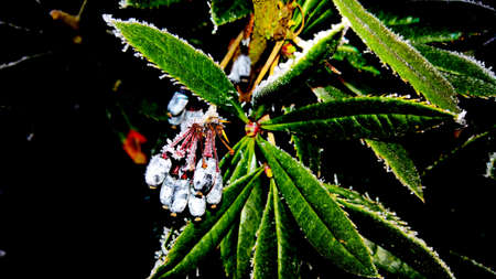 Frozen Berberis Juliana and leaves in the winterの写真素材