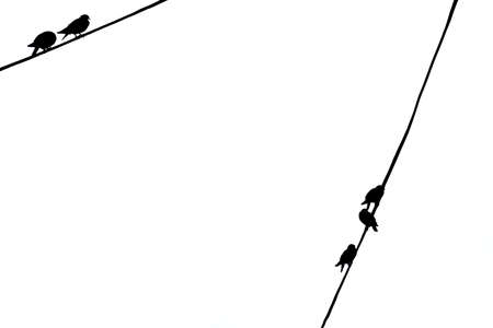 Birds sitting on power cables - white backgroundの写真素材