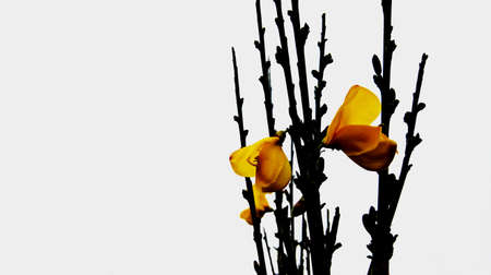 Branches with yellow blossoms on white backgroundの写真素材