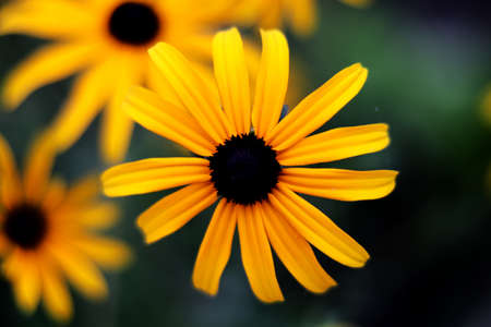 Black-eyed Susan Flowers - close upの写真素材