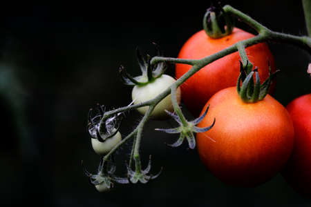 Growing organic tomatoes - close upの写真素材