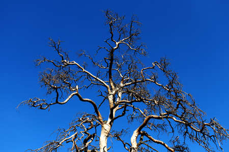 Top of a dry tree with clear blue skyの写真素材