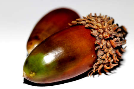 Acorns on a white background - extreme close upの写真素材