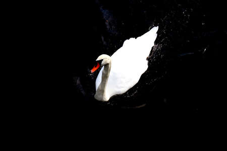 Swan swimming in a dark water - top view