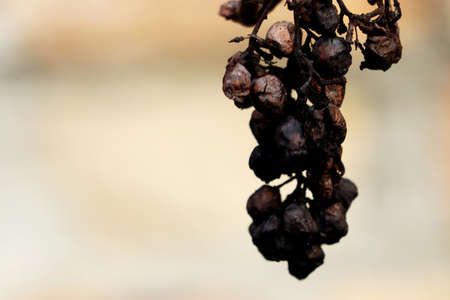 Rotten grapes - high detail - blurred background - macroの写真素材