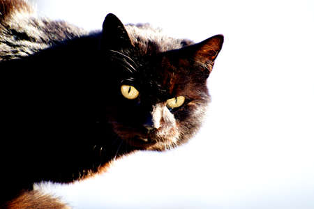 Black cat staring at camera, Street or domestic cat in focus on a white backgroundの写真素材