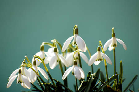 Close up of Snowdrop flowers on a green or turquoise background - Spring season flowers