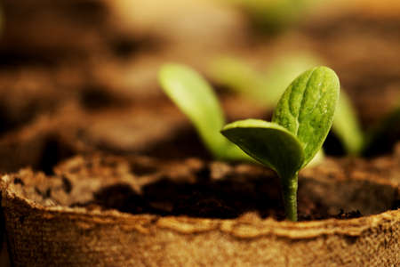 Growing water melons from seeds. Process of growing watermelons seedlings - close up, macro photographyの写真素材