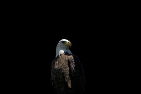 Bald eagle on a black background - wildlife photography