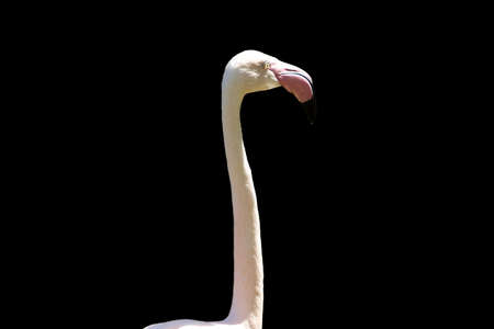 Animal portrait of Greater flamingo bird on a black backgroundの写真素材