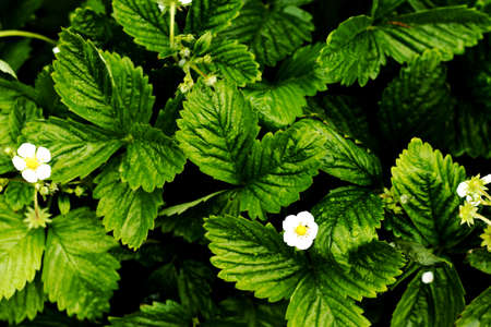 Leaves and petals of strawberries - growing strawberries - strawberry plantsの写真素材