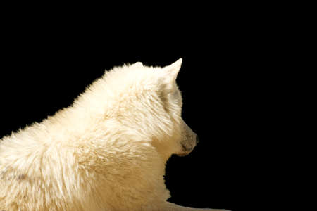 Behind view of white wolf on a black background - Canis lupusの写真素材