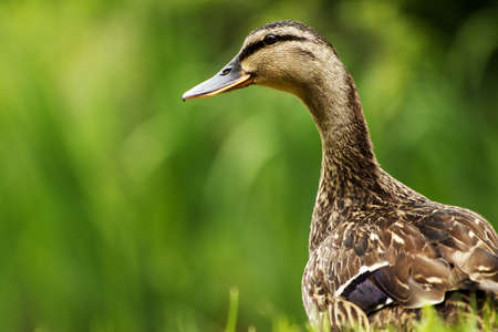 Female mallard duck - closeup portrait of mallard duck on a green blurred backgroundの写真素材