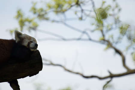 Red panda - allures fulgens relaxing on a treeの写真素材