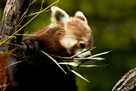 Red Panda - ailurus fulgens eating bamboo sprout