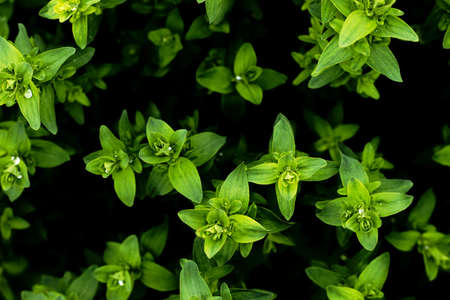 Green leaves of Hypericum perforatum herbの写真素材