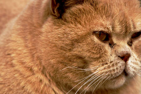 Close-up animal portrait of fluffy red catの写真素材