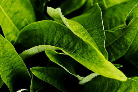 Green leaves of Inula Helenium - Elecampane - closeupの写真素材