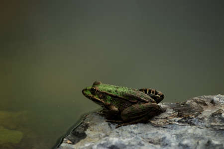 Close up photography of brown and green frog relaxing on a rock next to the pond