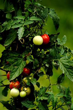 Growing organic tomatoes in the garden - vertical image of ripe and unripe tomatoes with green leavesの写真素材