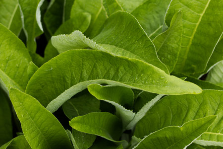 Foliages of Inula Helenium - medicinal herbs - green backgroundの写真素材