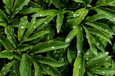 Rain drops on green leaves of Paeonia Officinalis flower - foliage background