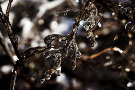 Frozen branch - covered in ice - macro photographyの写真素材