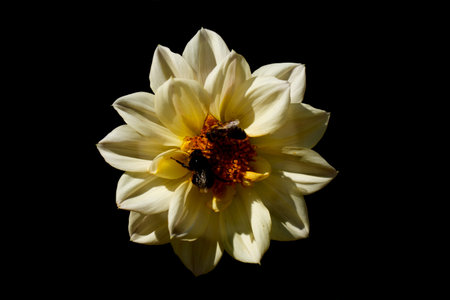 Close-up of bumble bee and bee pollinating big white flower head on a black background