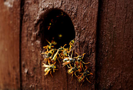 Wasps nest in the wood hole - aggressive wasps going out from the nestの写真素材