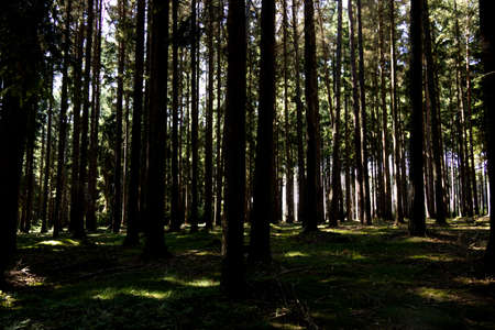 Deep in the woods - wild forest