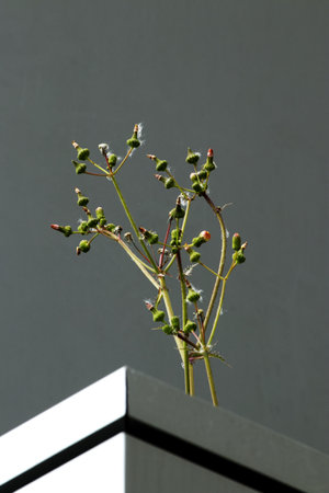 Green plant on a gray background in a square pot - vertical