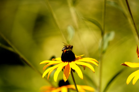 Honey bee pollinating a yellow flower on a blurred green background