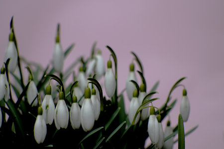 White snowdrops on a pink backgroundの写真素材