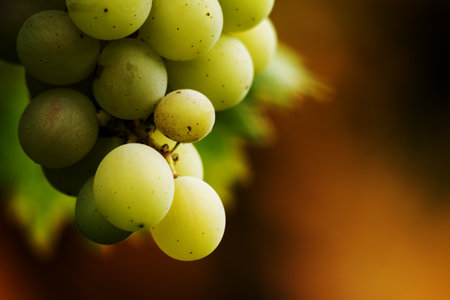 Close up of organic white grapesの写真素材