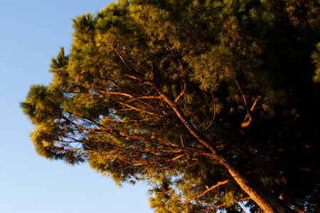 Stone pine tree in the morning catching the sunshineの写真素材