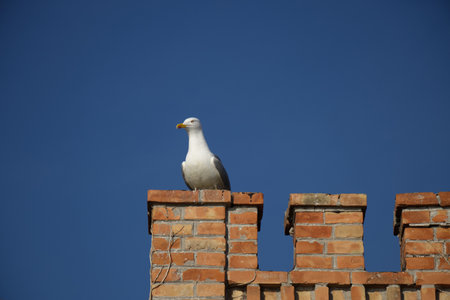 Seagull on a brick wall - blue background - low angle viewの写真素材