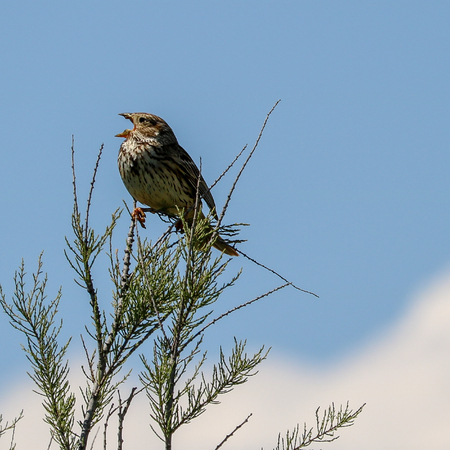 Bird sitting on branch singing.の写真素材