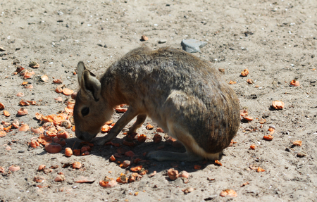 Pagonian Mara (Dolichotis patagonum)の写真素材